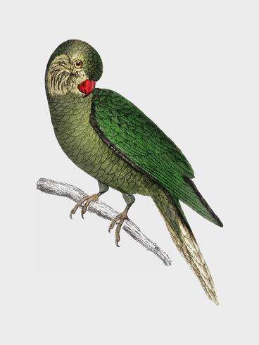 The History of the Earth and Animated Nature by Oliver Goldsmith (1774), a rare antique handcolored tableau of two parakeets. Digitally enhanced by rawpixel.
