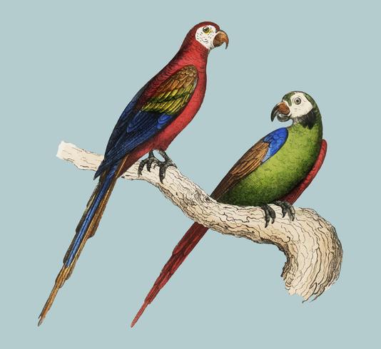 Scarlet and Green Macaw from Oeuvres compltes de Buffon 1860. Digitally enhanced by rawpixel. vector