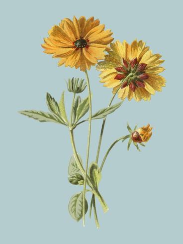 Coreopsis by Frederick Edward Hulme 1841-1909, a vintage chromolithograph of tickseed. Digitally enhanced by rawpixel. vector