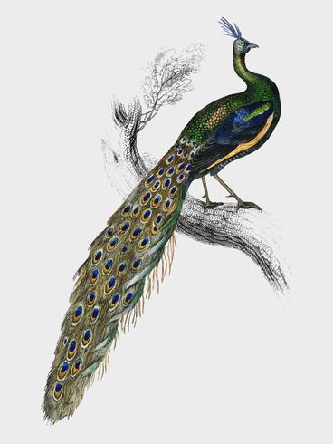 La Biblioteca de los naturalistas de Sir William Jardine (1836), un majestuoso retrato de pavo real masculino. Mejorado digitalmente por rawpixel. vector