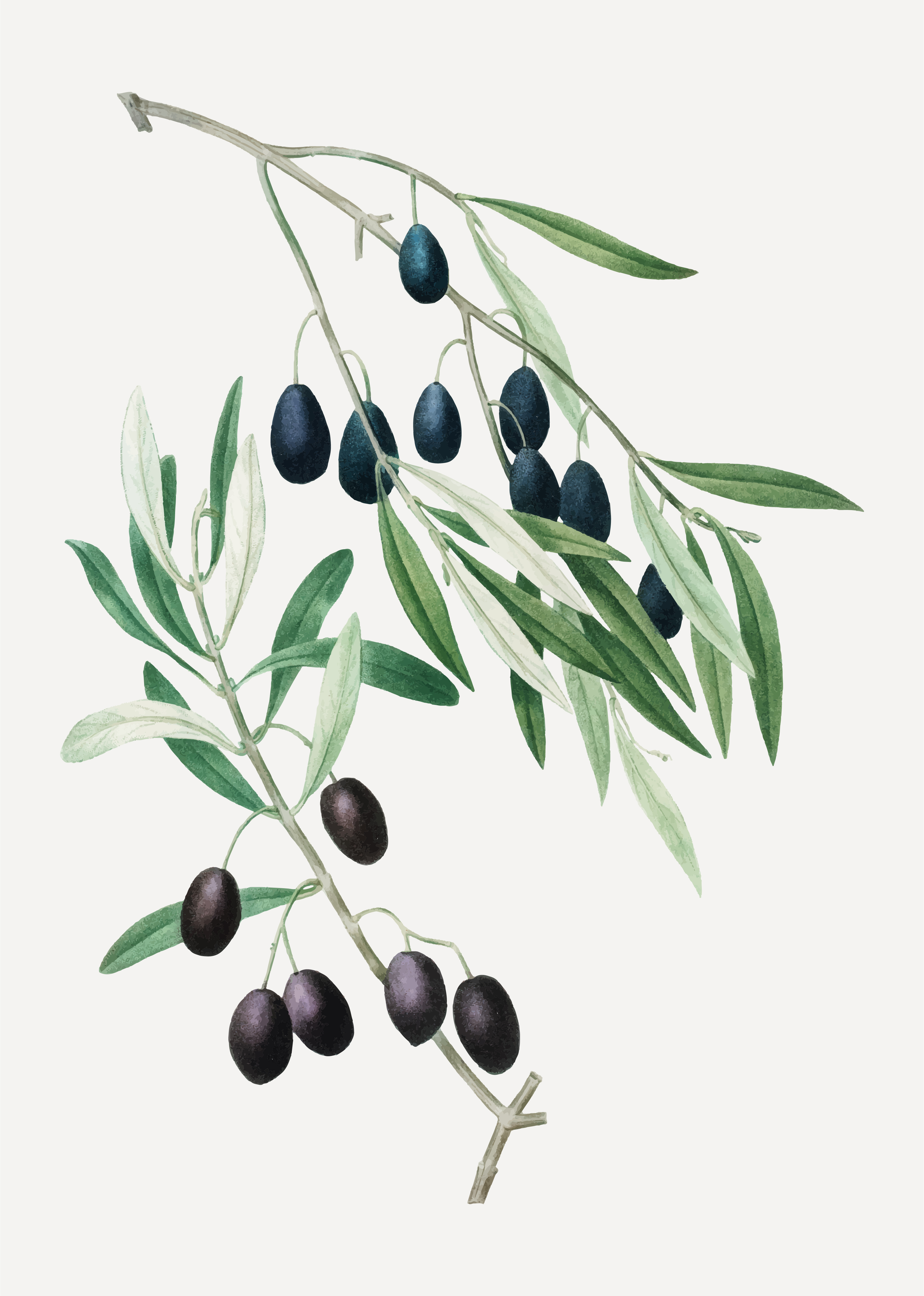 Оливки на ветке