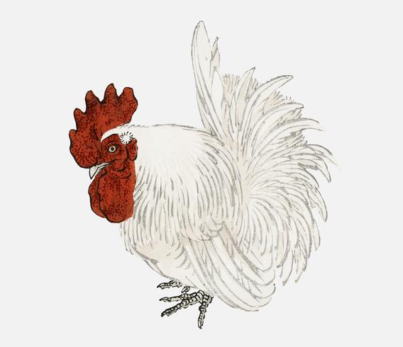 Japanese Bantam by Kno Bairei 1844-1895. Digitally enhanced from our own original 1913 edition of Bairei Gakan. vector