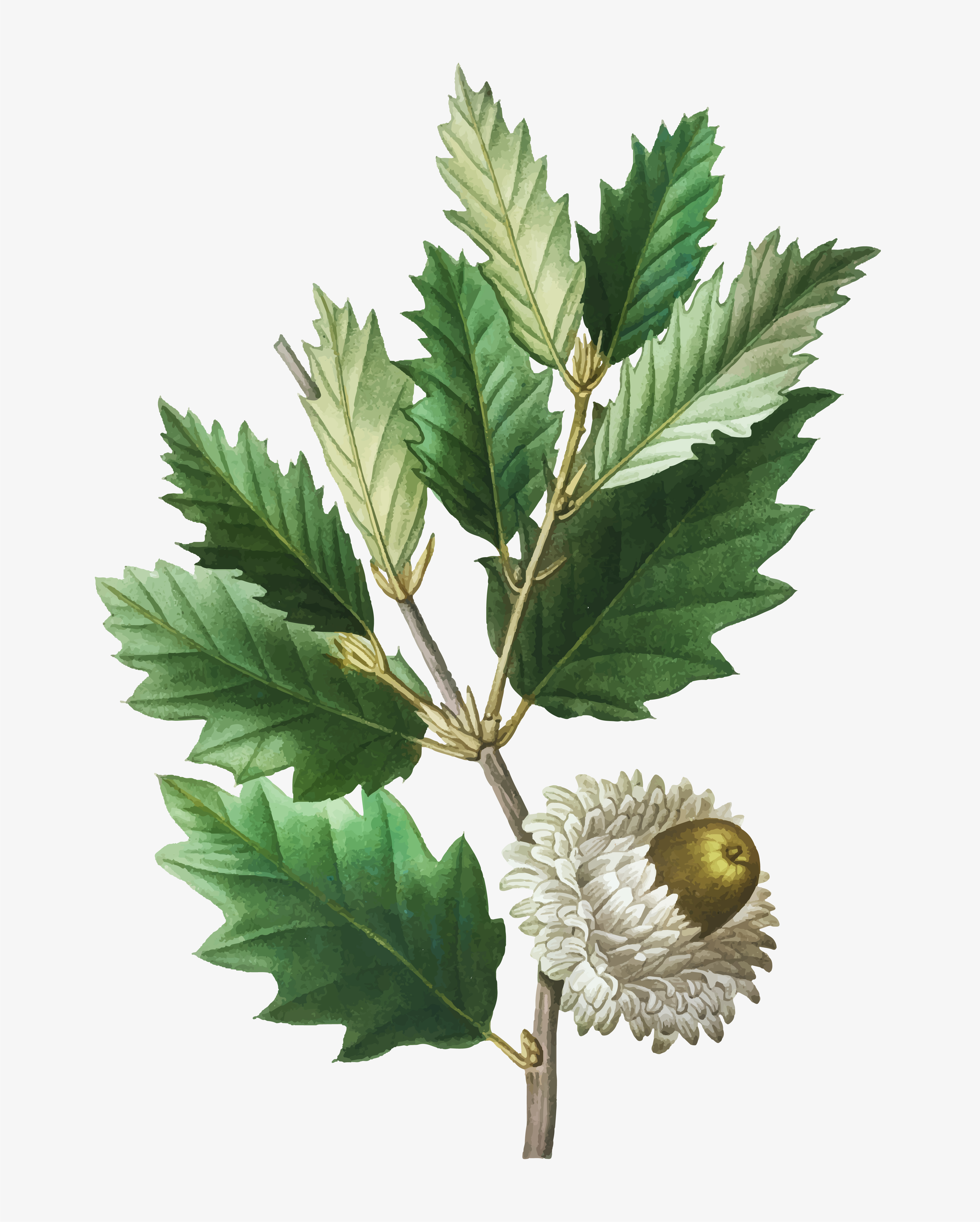 Oak Leaf Free Vector Art - (9134 Free Downloads)