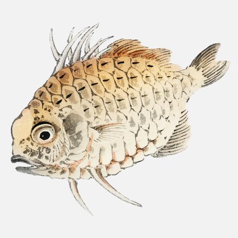 Fish by Kno Bairei 1844-1895. Digitally enhanced from our own original 1913 edition of Bairei Gakan. vector