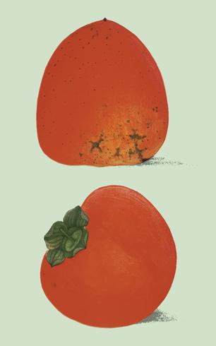 A vintage illustration of fresh persimmons from the book Commissioner of Agriculture 1887. Digitally enhanced by rawpixel. vector