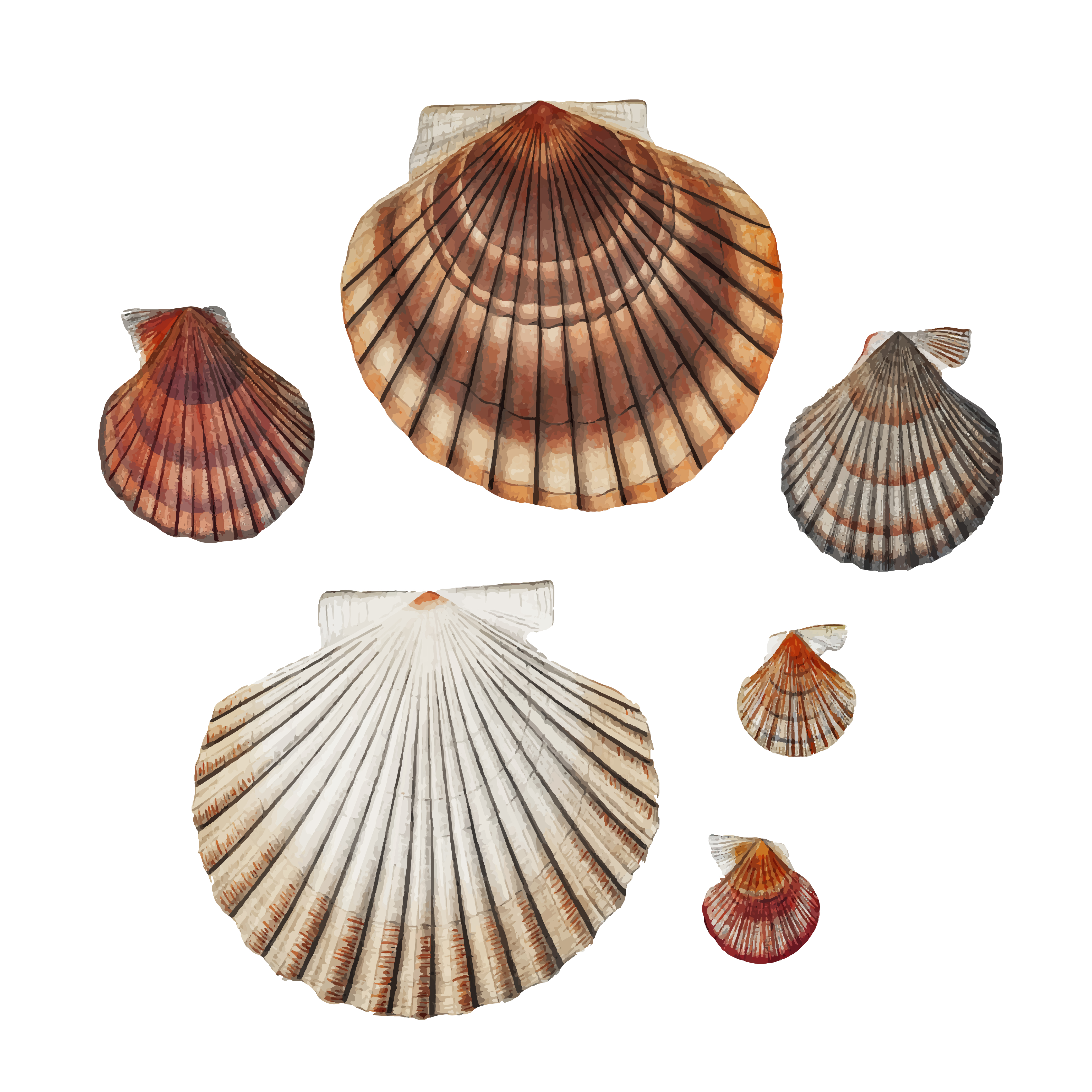 Clam Shell SVG