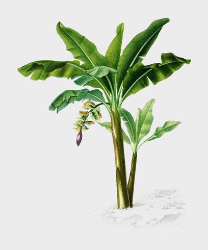 Musa Chinensis illustrated by Charles Dessalines D39 Orbigny 1806-1876. Digitally enhanced from our own 1892 edition of Dictionnaire Universel D39histoire Naturelle. vector