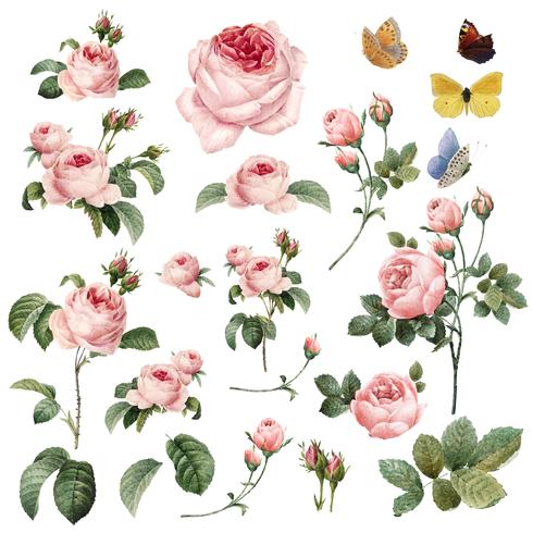 Hand drawn pink roses vector collection