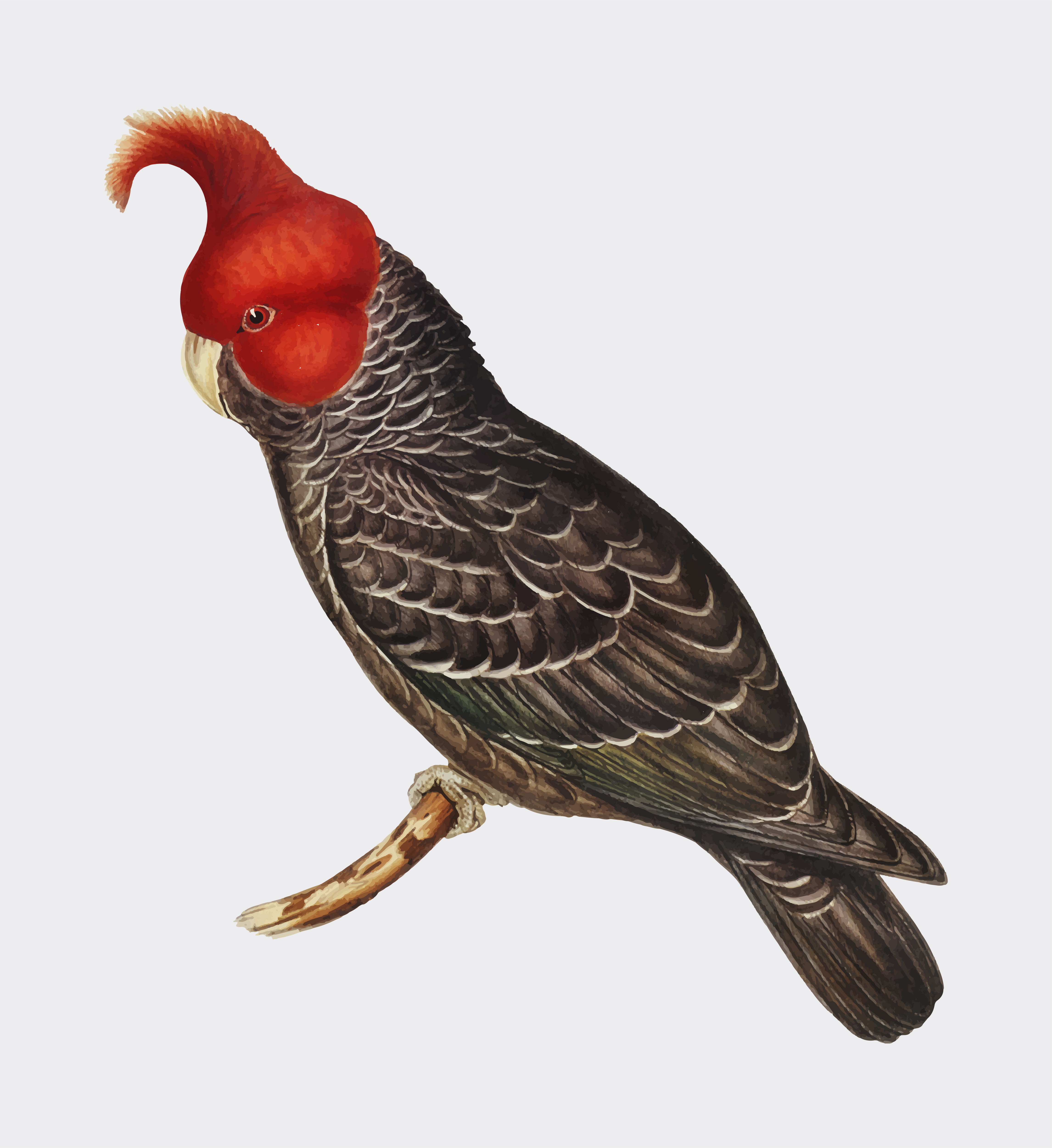 brown headed gang gang cockatoo