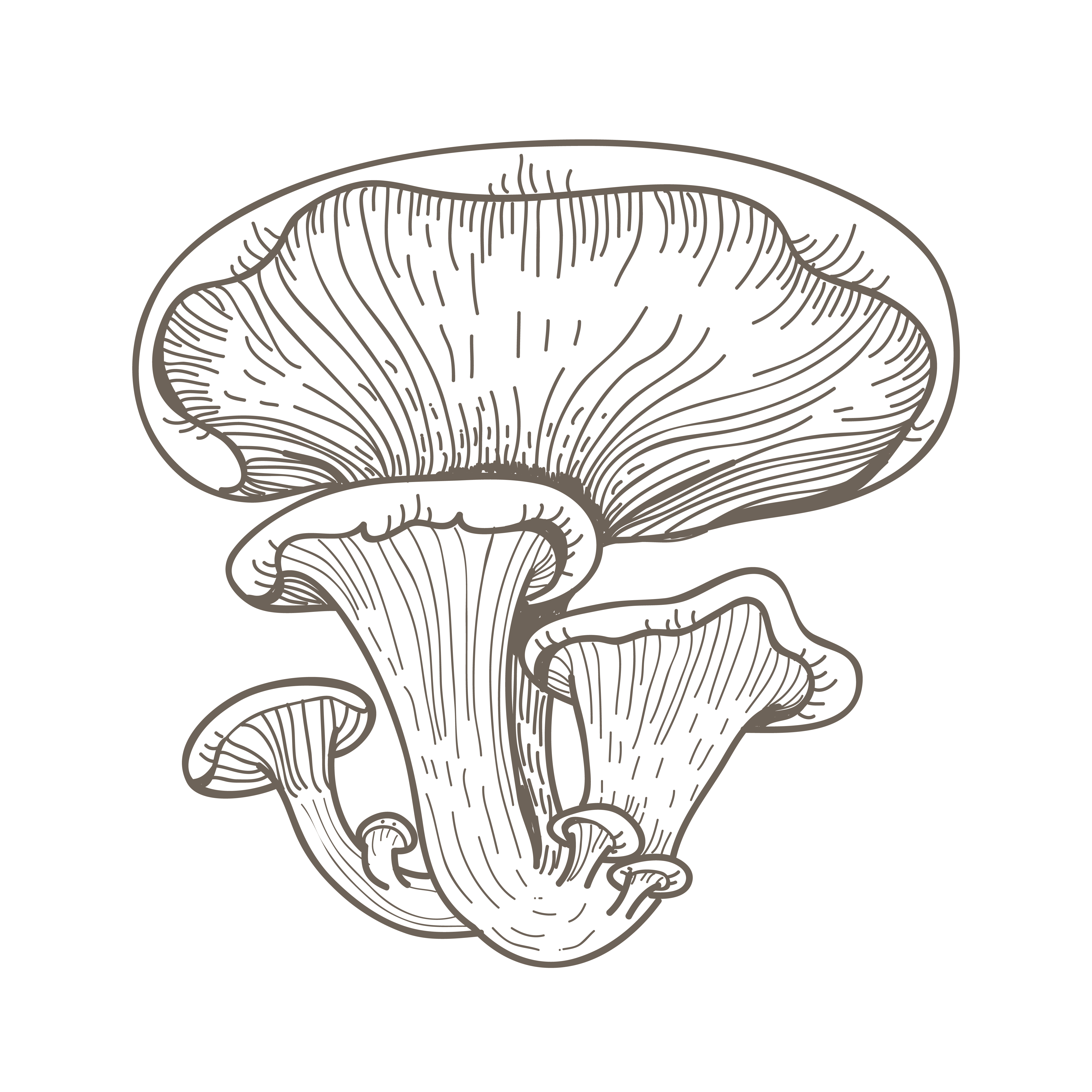 Oyster Mushroom Free Vector Art - (22 Free Downloads)