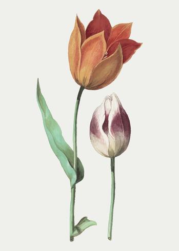 Tulip in vintage style