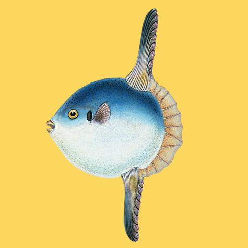 Vintage fish illustration