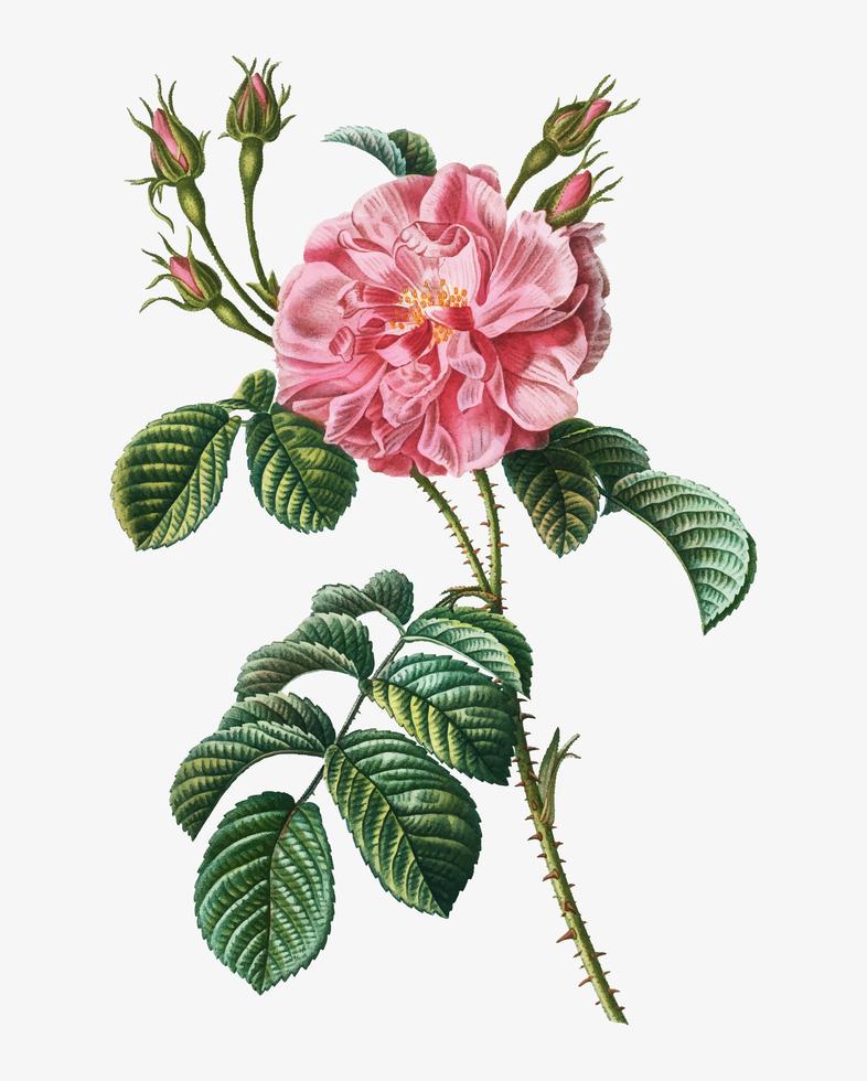 Pink wild rose - Download Free Vectors, Clipart Graphics & Vector Art