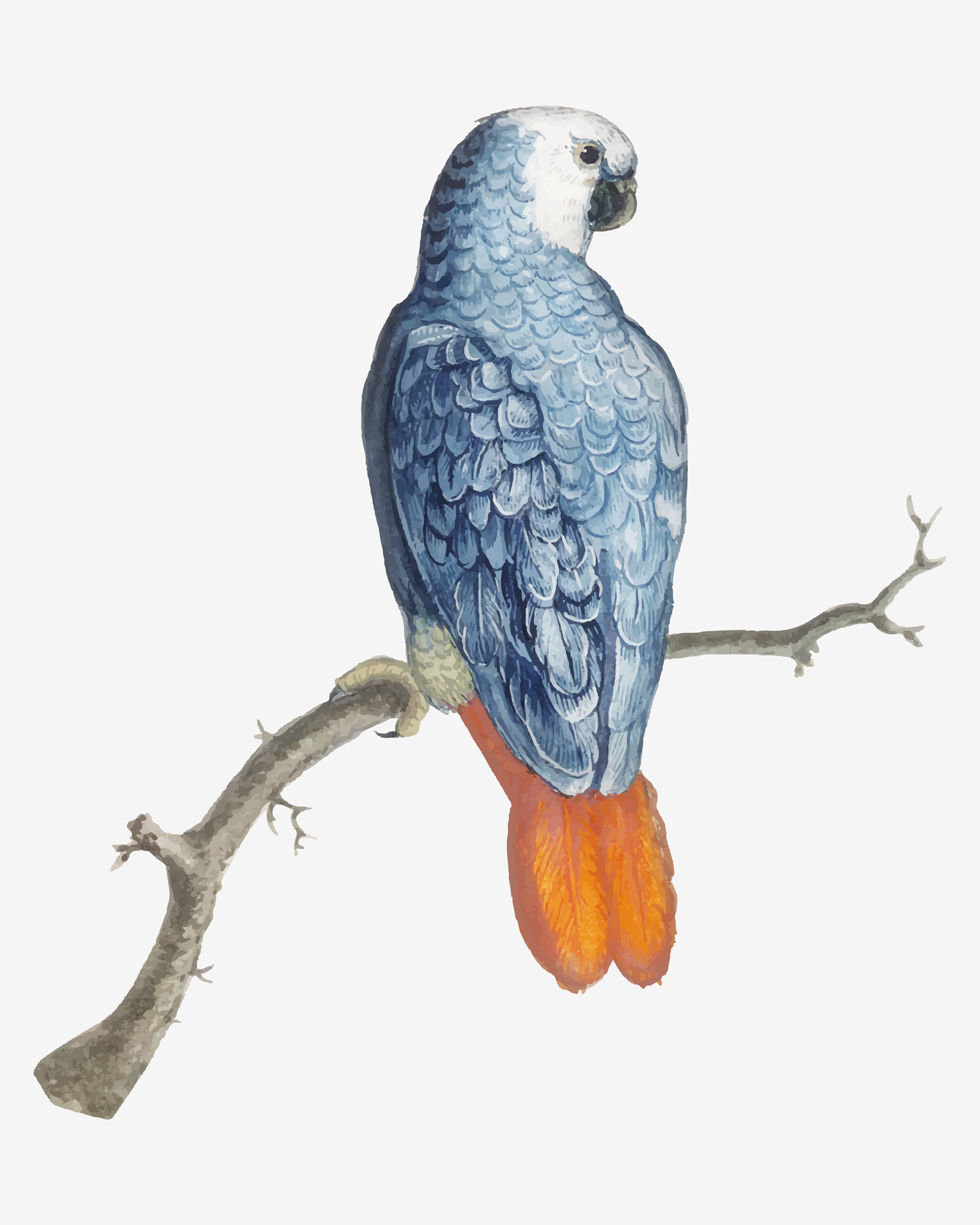Grey parrot in vintage style - Download Free Vectors, Clipart Graphics