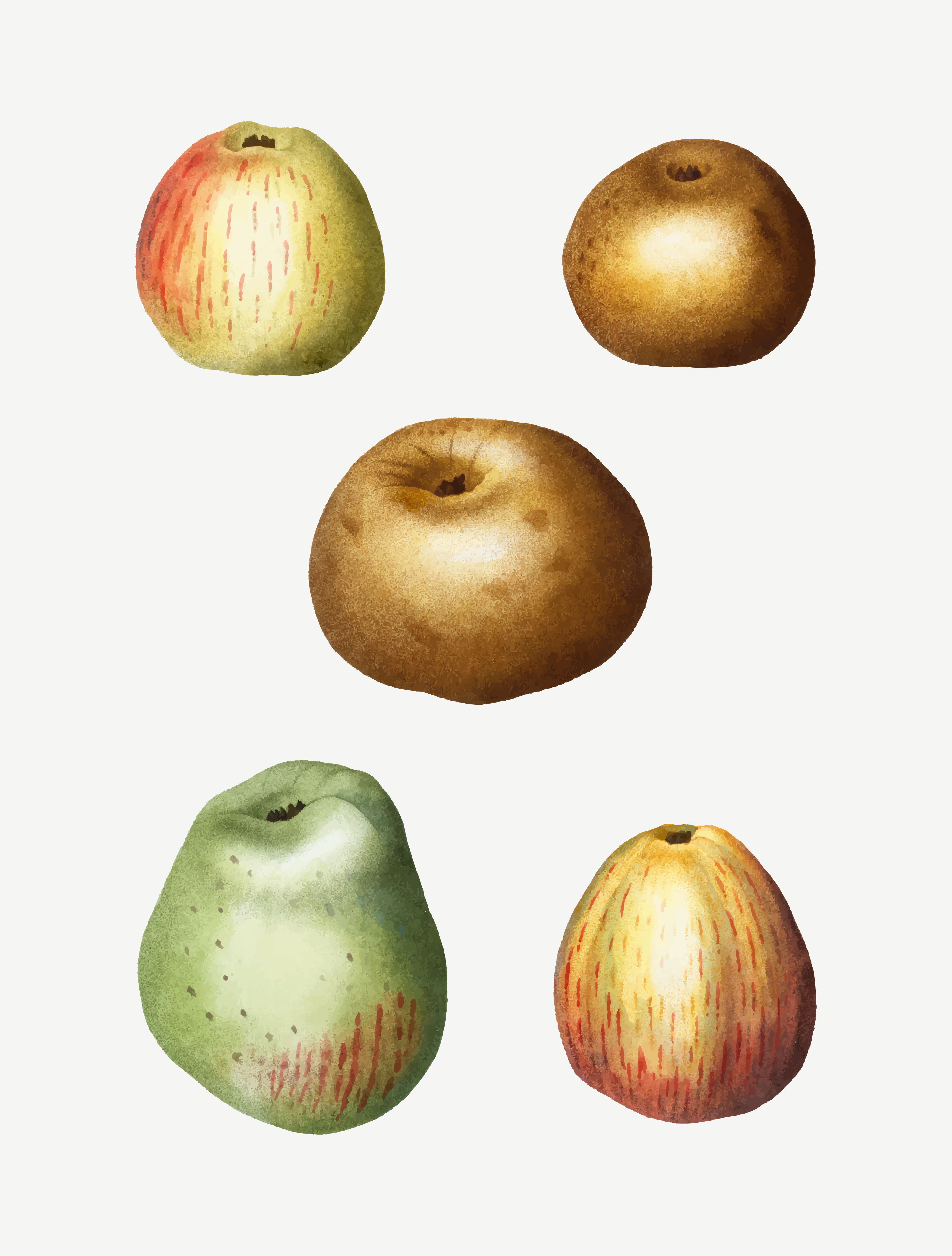 Vintage Äpfel Zeichnungen - Download Kostenlos Vector, Clipart Graphics
