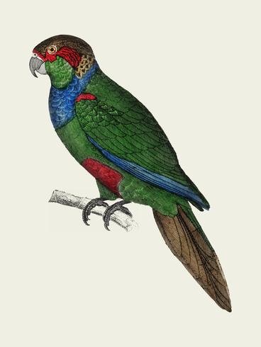 The History of the Earth and Animated Nature by Oliver Goldsmith 1774, a rare antique handcolored tableau of two parakeets. Digitally enhanced by rawpixel. vector