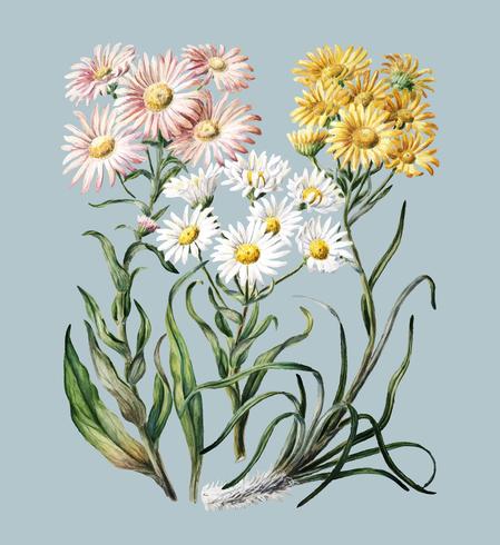 Antique plant New Zealand snow groundsels drawn by Sarah Featon 1848 - 1927. Digitally enhanced by rawpixel. vector