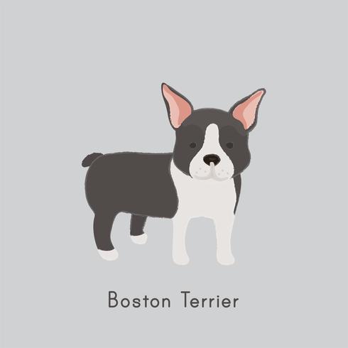 Jolie Illustration D39un Chien De Terrier De Boston