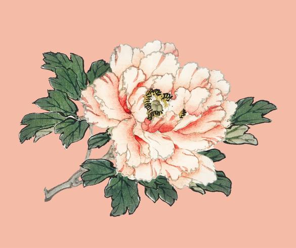 Pink rose by K?no Bairei (1844-1895). Digitally enhanced from our own original 1913 edition of Bairei Gakan.