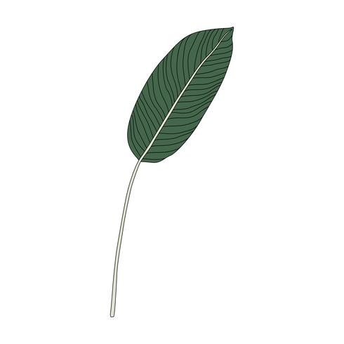 Illustration D39une Feuille D39oiseau De Paradis