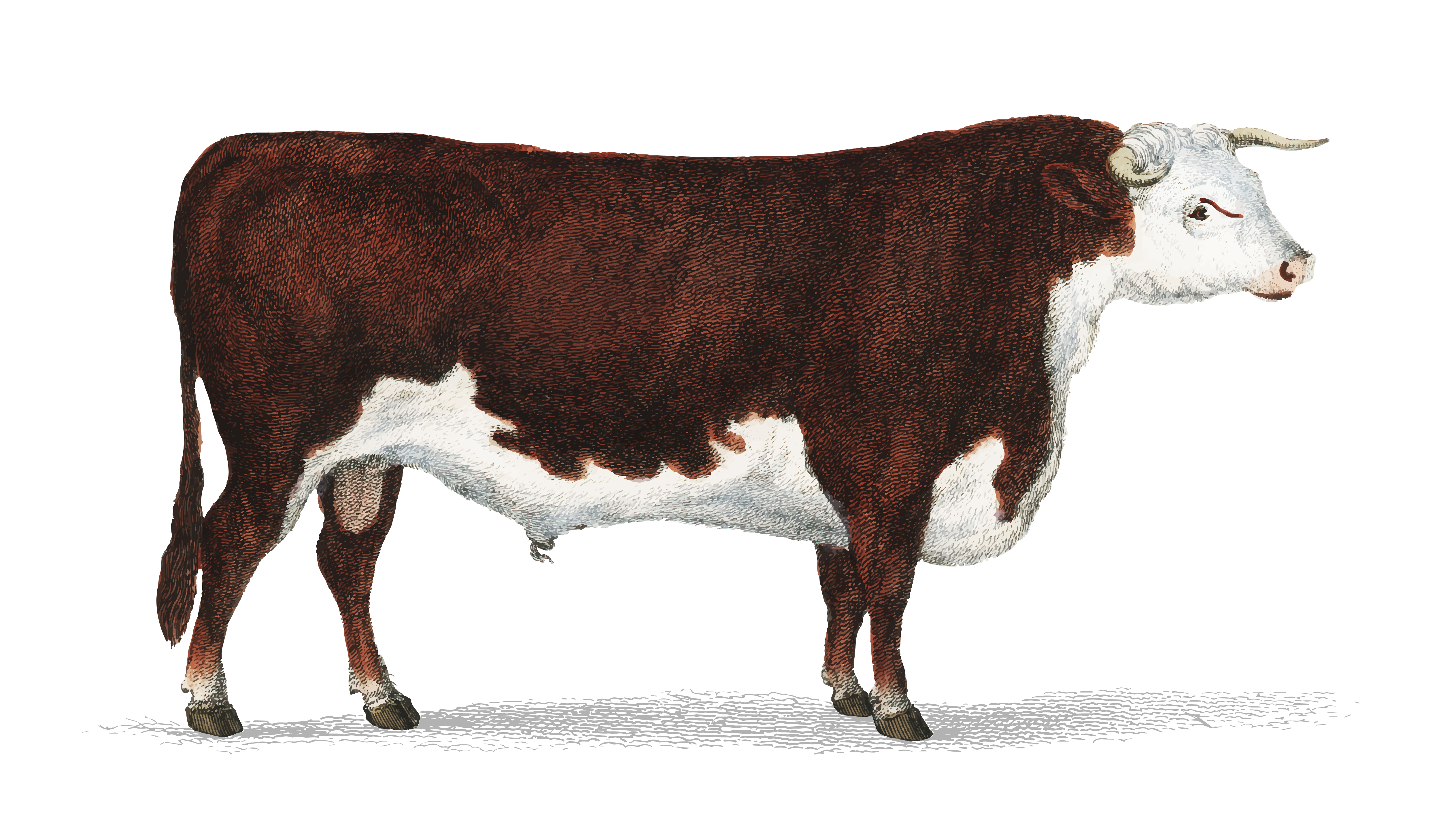 Animated Nature (1855), a portrait of a bull. Digitally enhanced by