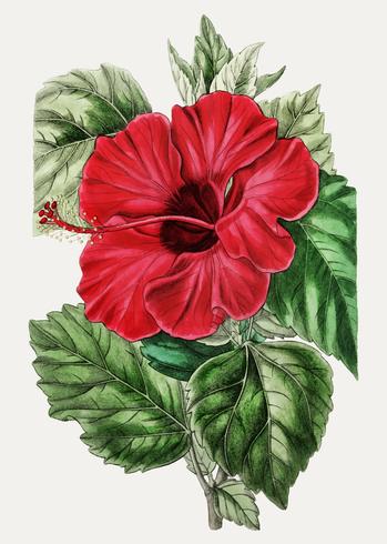 Rose mallow