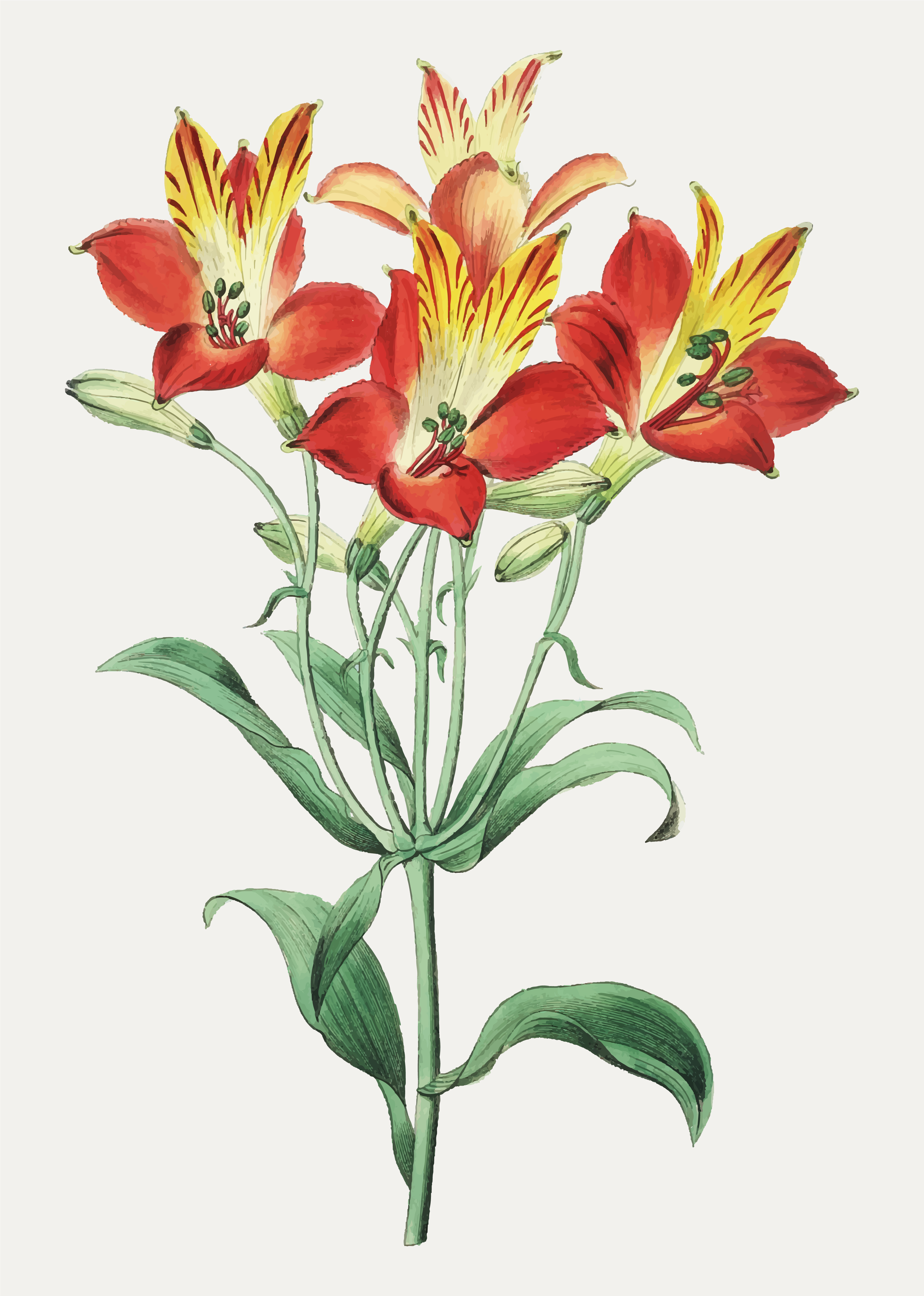 Free Free 111 Vector Lily Flower Svg SVG PNG EPS DXF File