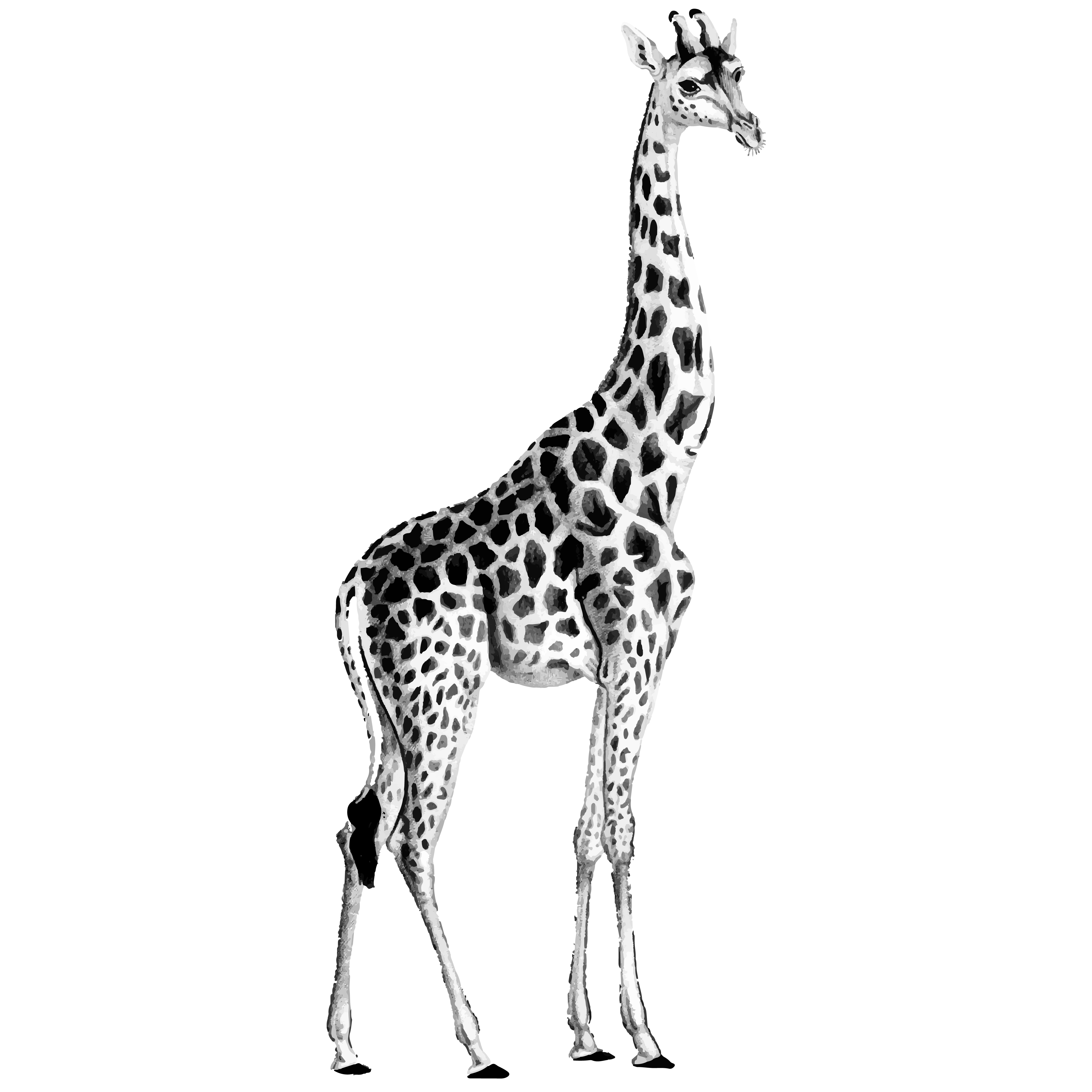 Giraffe Vector Svg