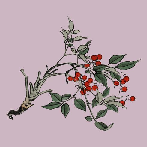 Firethorns by Kno Bairei 1844-1895. Digitally enhanced from our own original 1913 edition of Bairei Gakan. vector
