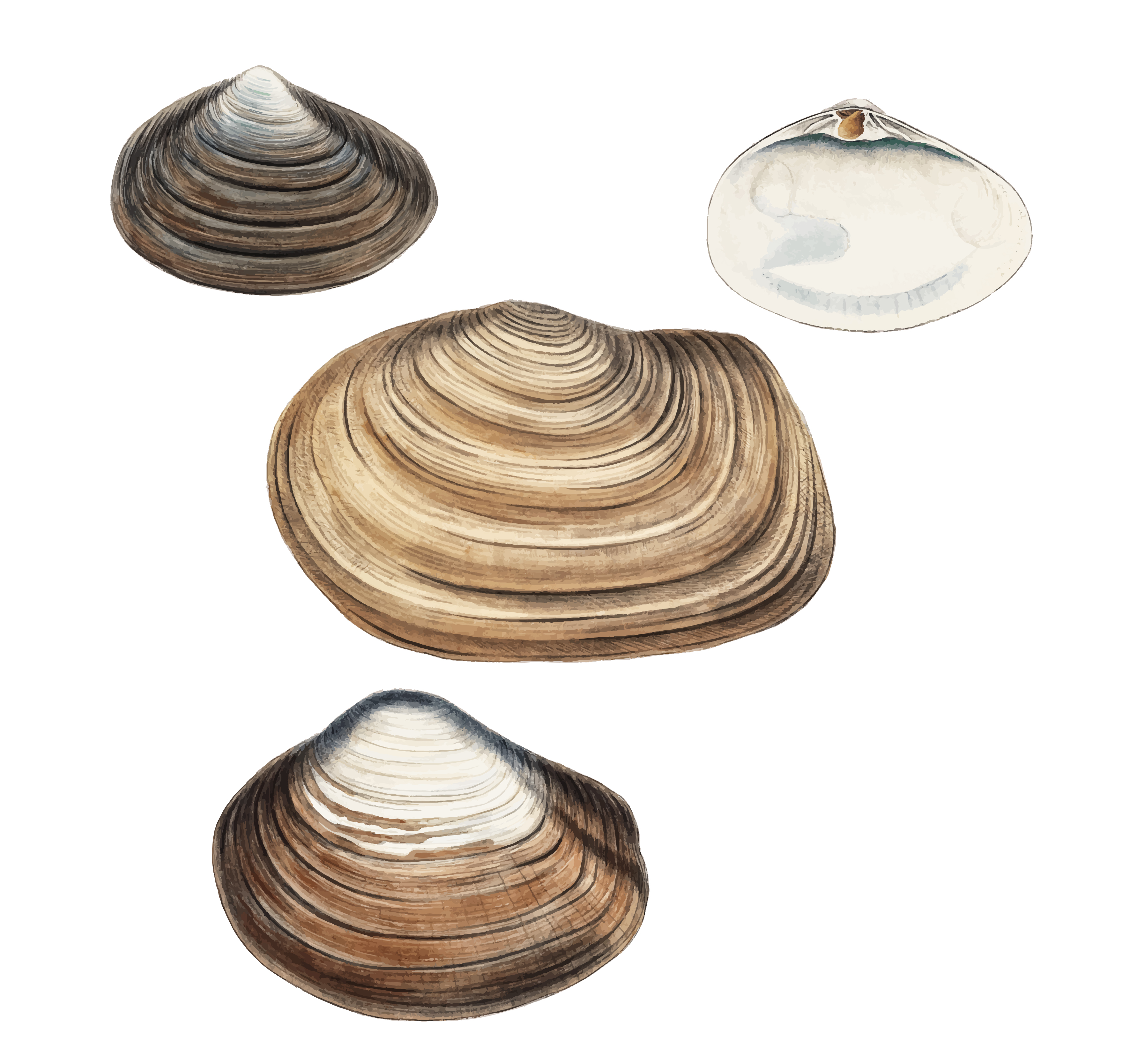 Clam Shell SVG