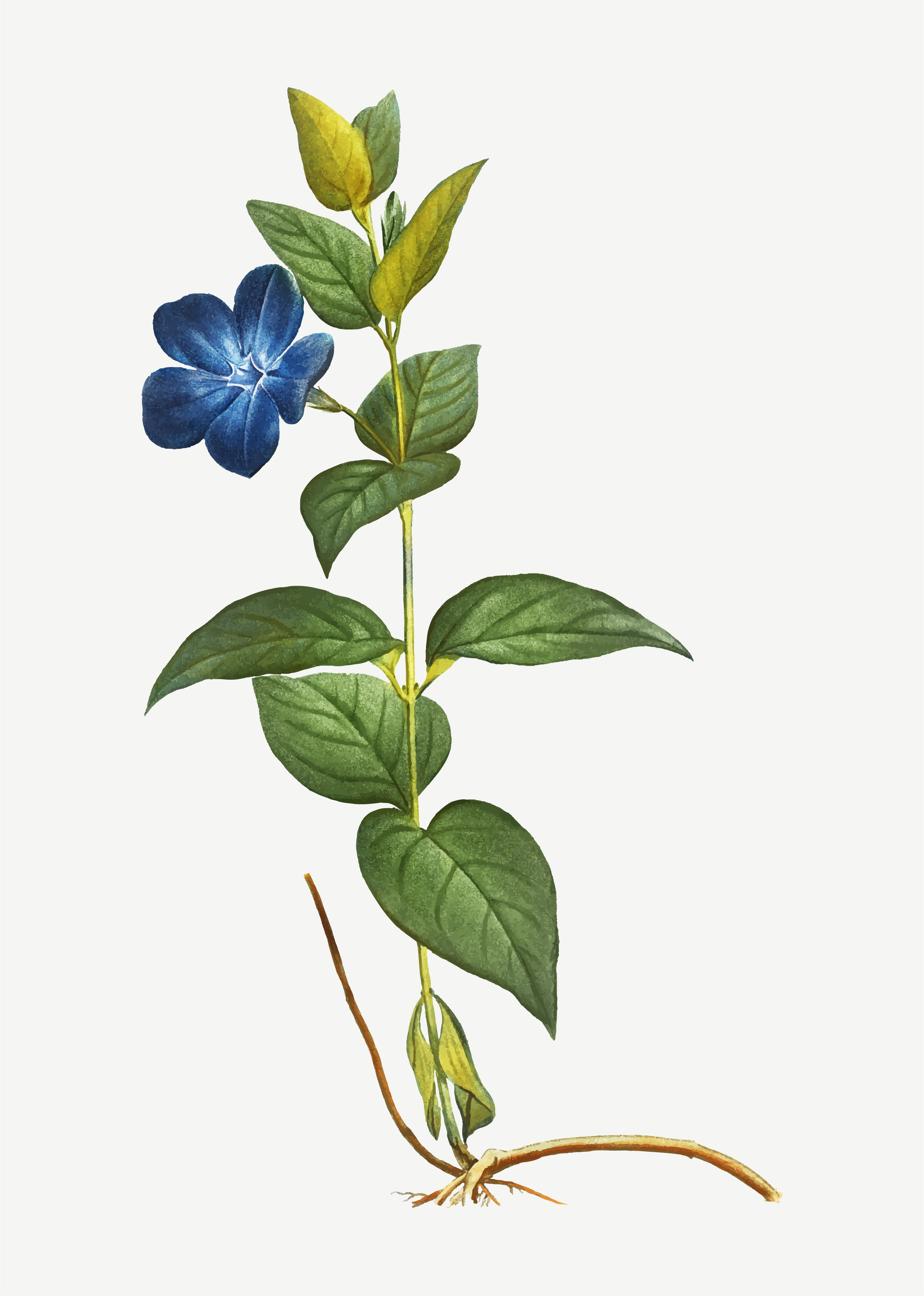 Greater Periwinkle flower - Download Free Vectors, Clipart Graphics