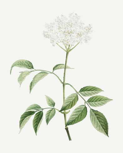 Arbre Fleur De Sureau Telecharger Vectoriel Gratuit
