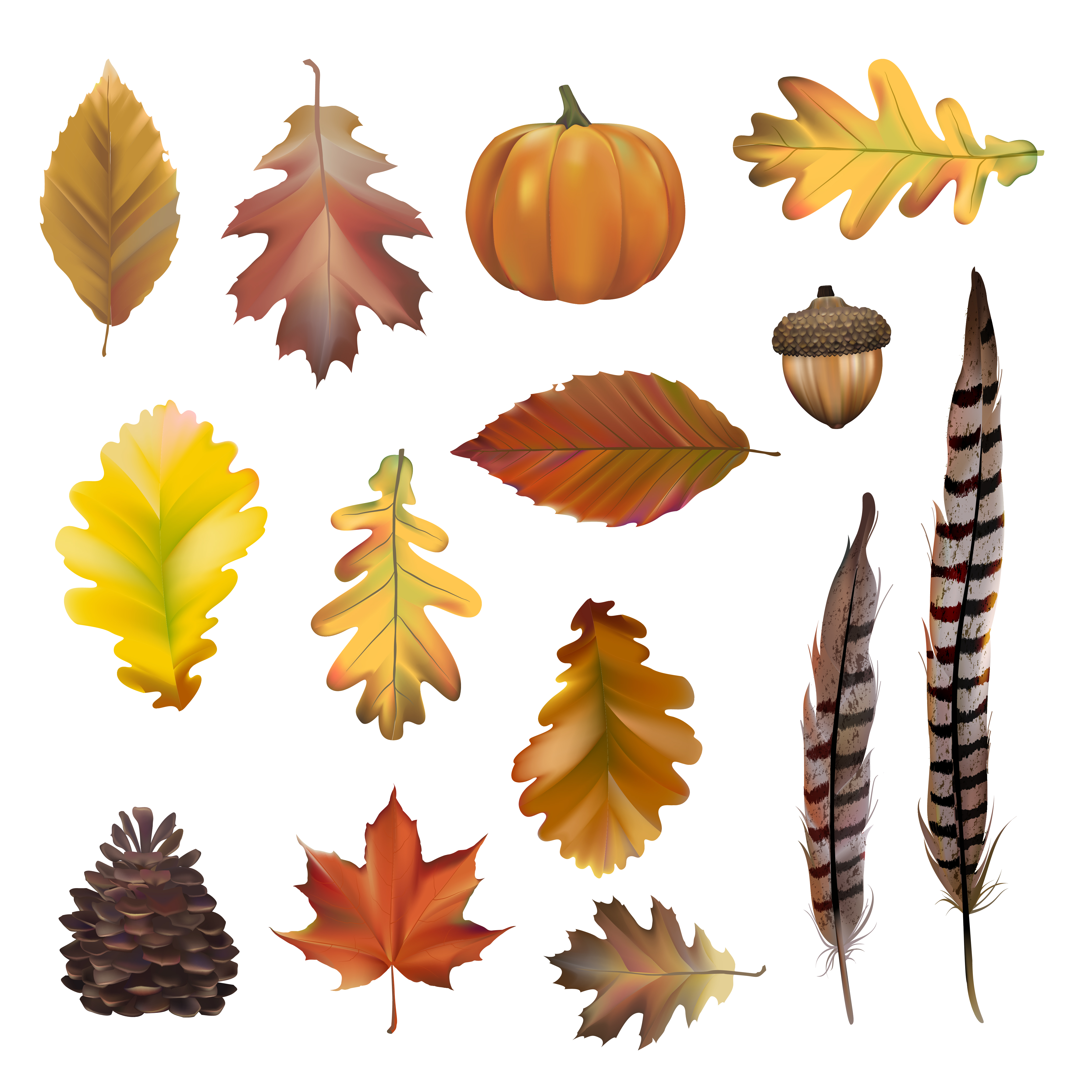 Collection of autumn leaves vector Download Free Vectors