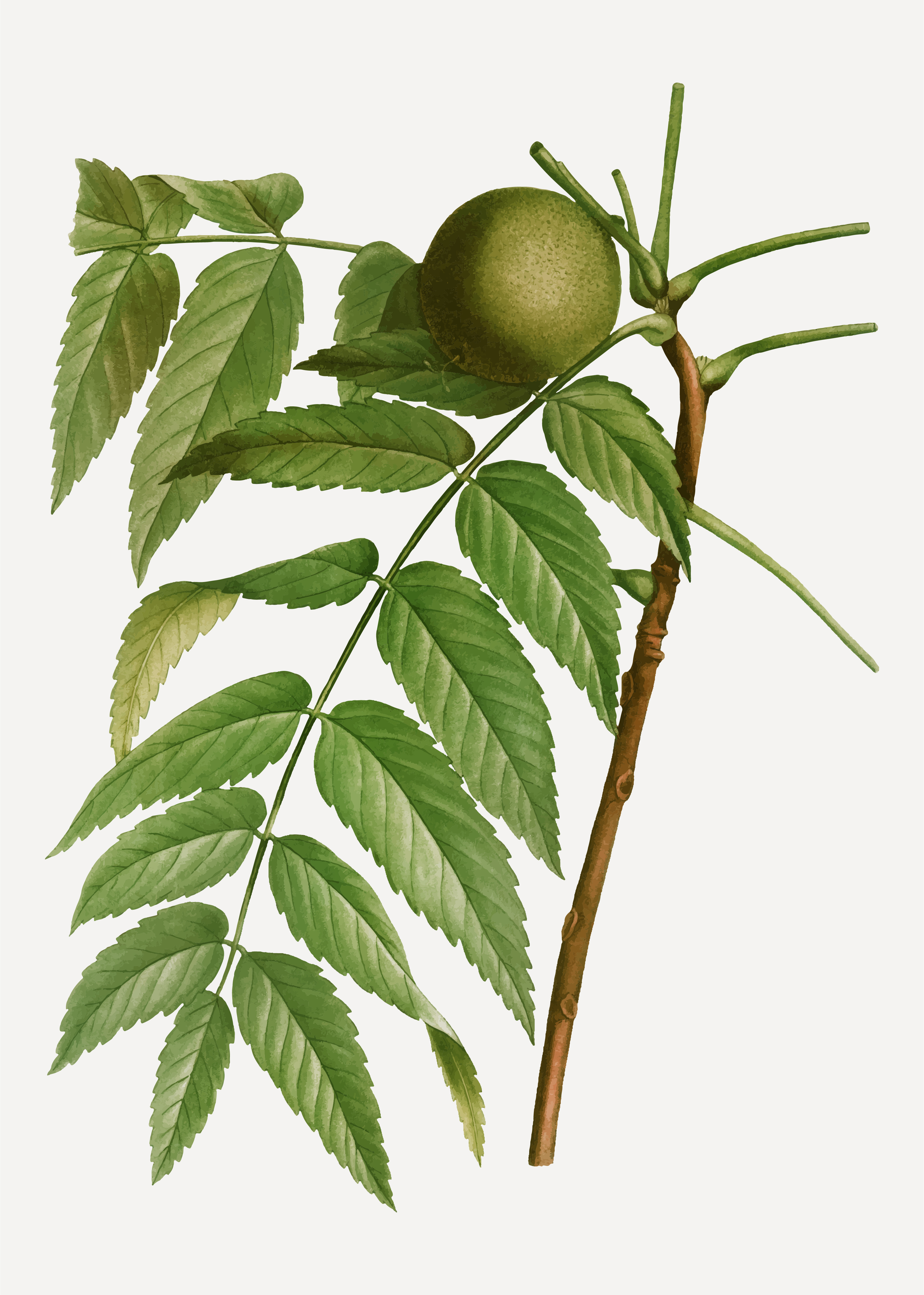 Black walnut tree branch - Download Free Vectors, Clipart Graphics
