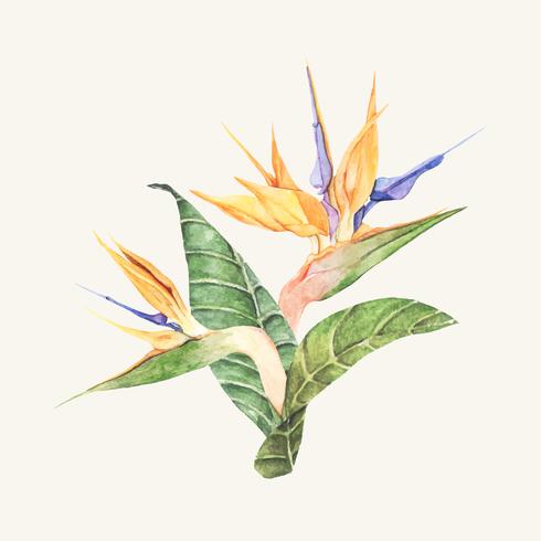 Fleur Doiseau De Paradis Dessiné Main Isolé Téléchargez