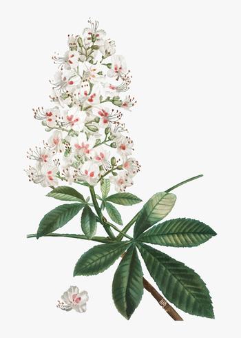Fleur De Marronnier Telecharger Vectoriel Gratuit Clipart