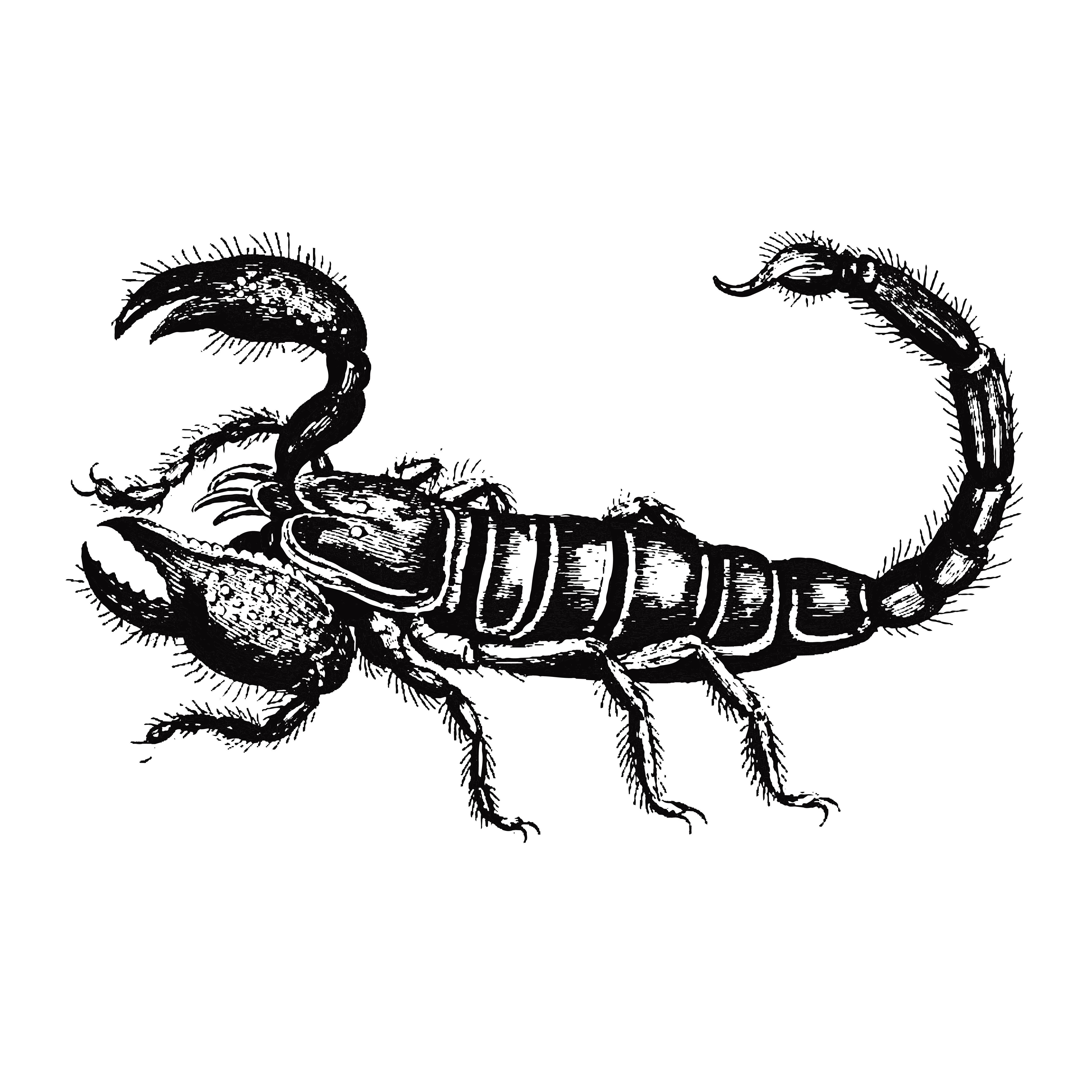 Scorpion Clip Art Vector Graphics Wikiclipart Vrogue Co Scorpion Clip Art Vector Graphics Wikiclipart Vrogue Co