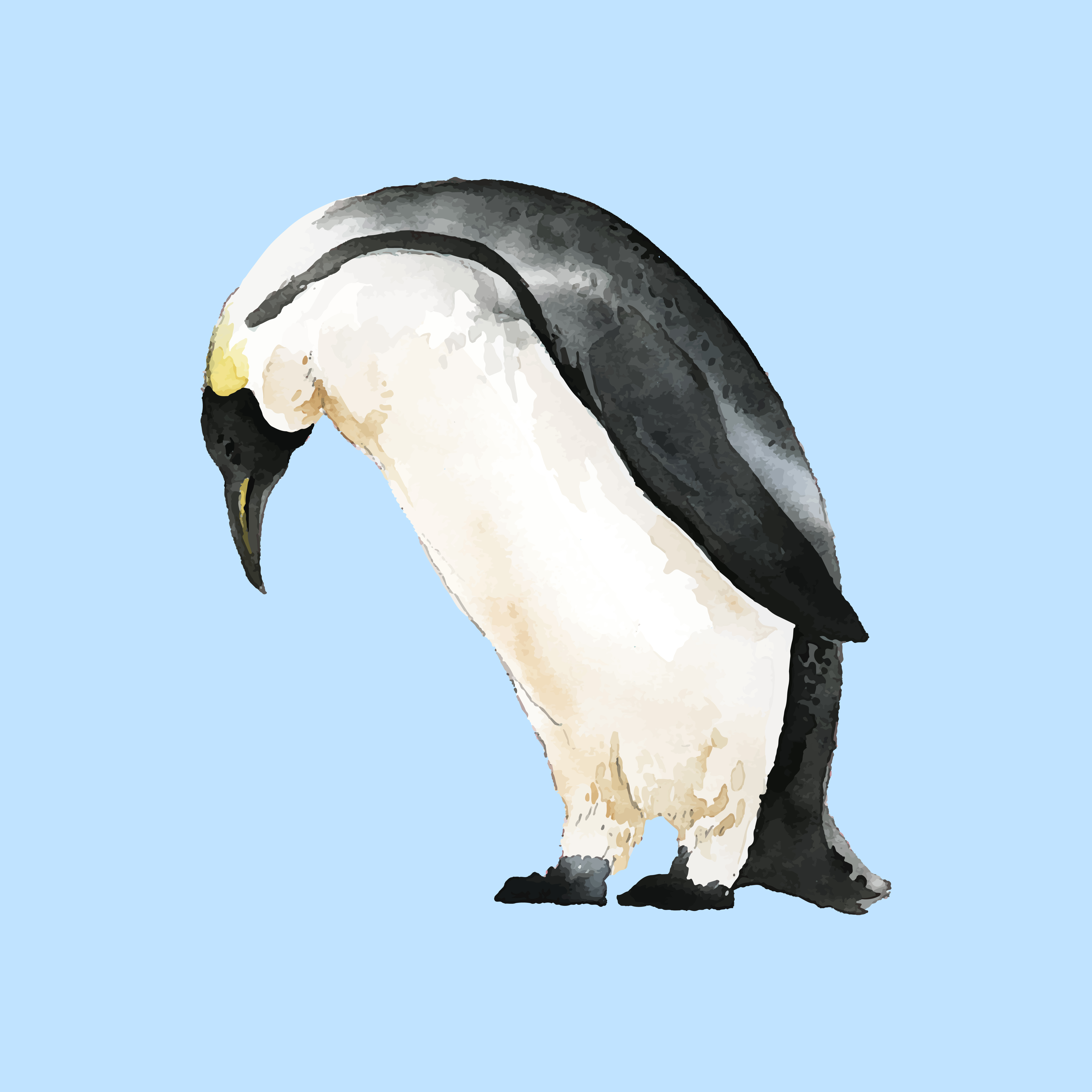 Handdrawn mature emperor penguin watercolor style vector