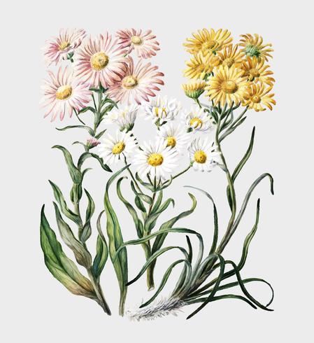 Antique plant New Zealand snow groundsels drawn by Sarah Featon 1848 - 1927. Digitally enhanced by rawpixel. vector