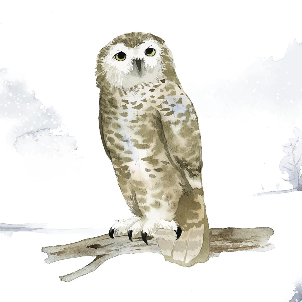 Free Free 182 Snowy Owl Svg SVG PNG EPS DXF File