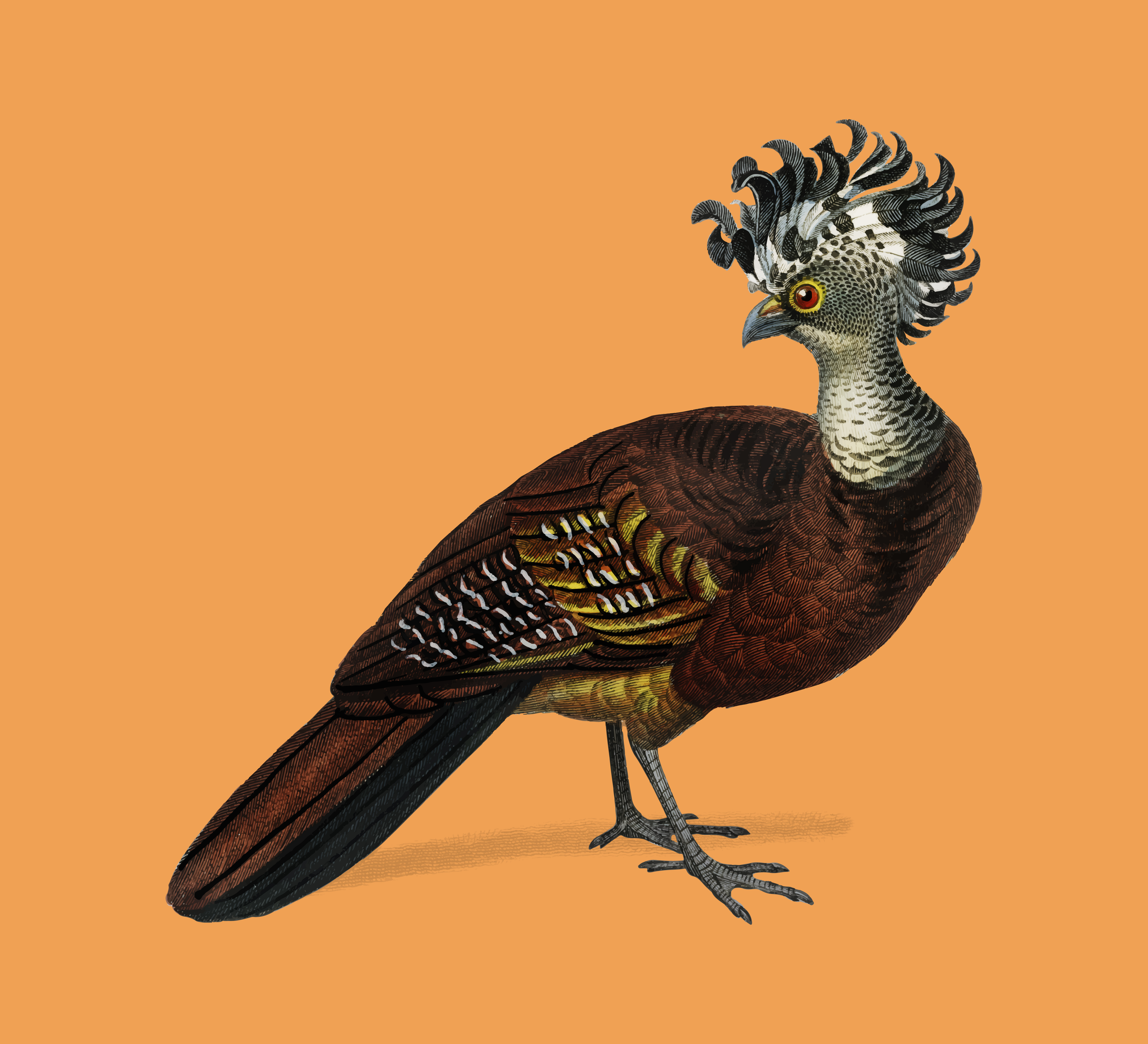 Female great curassow (Hocco roux) illustrated by Charles Dessalines D