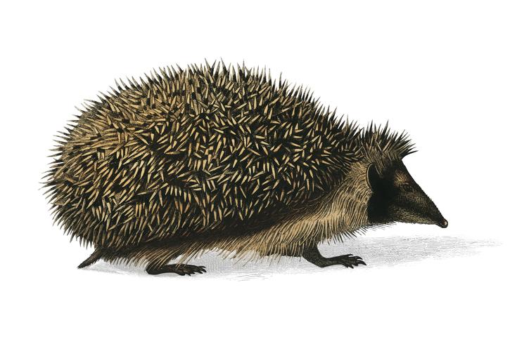 European Hedgehog Erinaceus Europaeus illustrated by Charles Dessalines D39 Orbigny 1806-1876. Digitally enhanced from our own 1892 edition of Dictionnaire Universel D39histoire Naturelle. vector