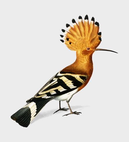 Huppe commune Hoopoe illustrated by Charles Dessalines D39 Orbigny 1806-1876. Digitally enhanced from our own 1892 edition of Dictionnaire Universel D39histoire Naturelle. vector