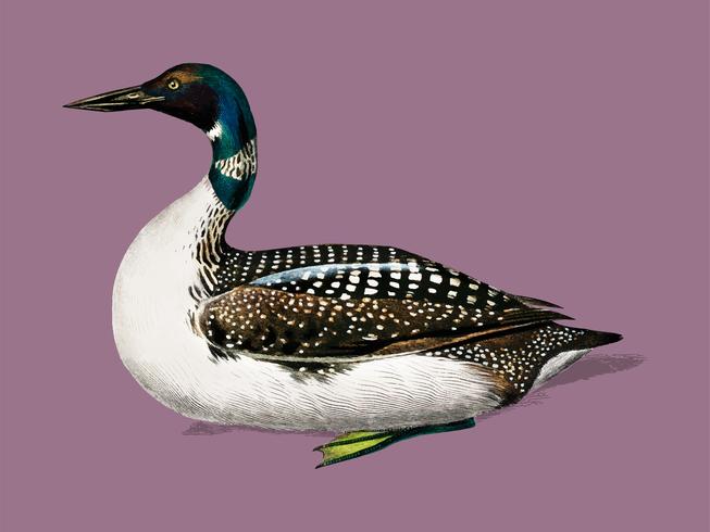 Loon Gavia illustrated by Charles Dessalines D39 Orbigny 1806-1876. Digitally enhanced from our own 1892 edition of Dictionnaire Universel D39histoire Naturelle. vector