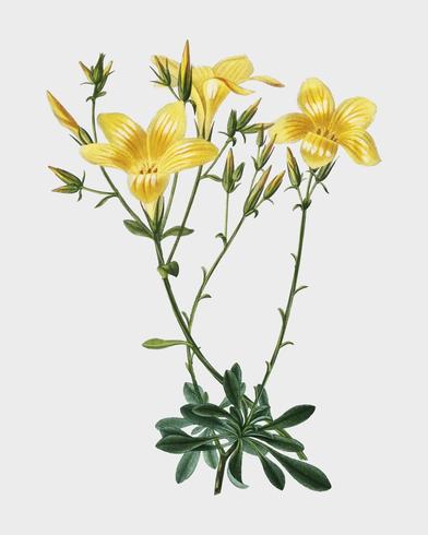 Yellow flax Linum glandulosum illustrated by Charles Dessalines D39 Orbigny 1806-1876. Digitally enhanced from our own 1892 edition of Dictionnaire Universel D39histoire Naturelle. vector