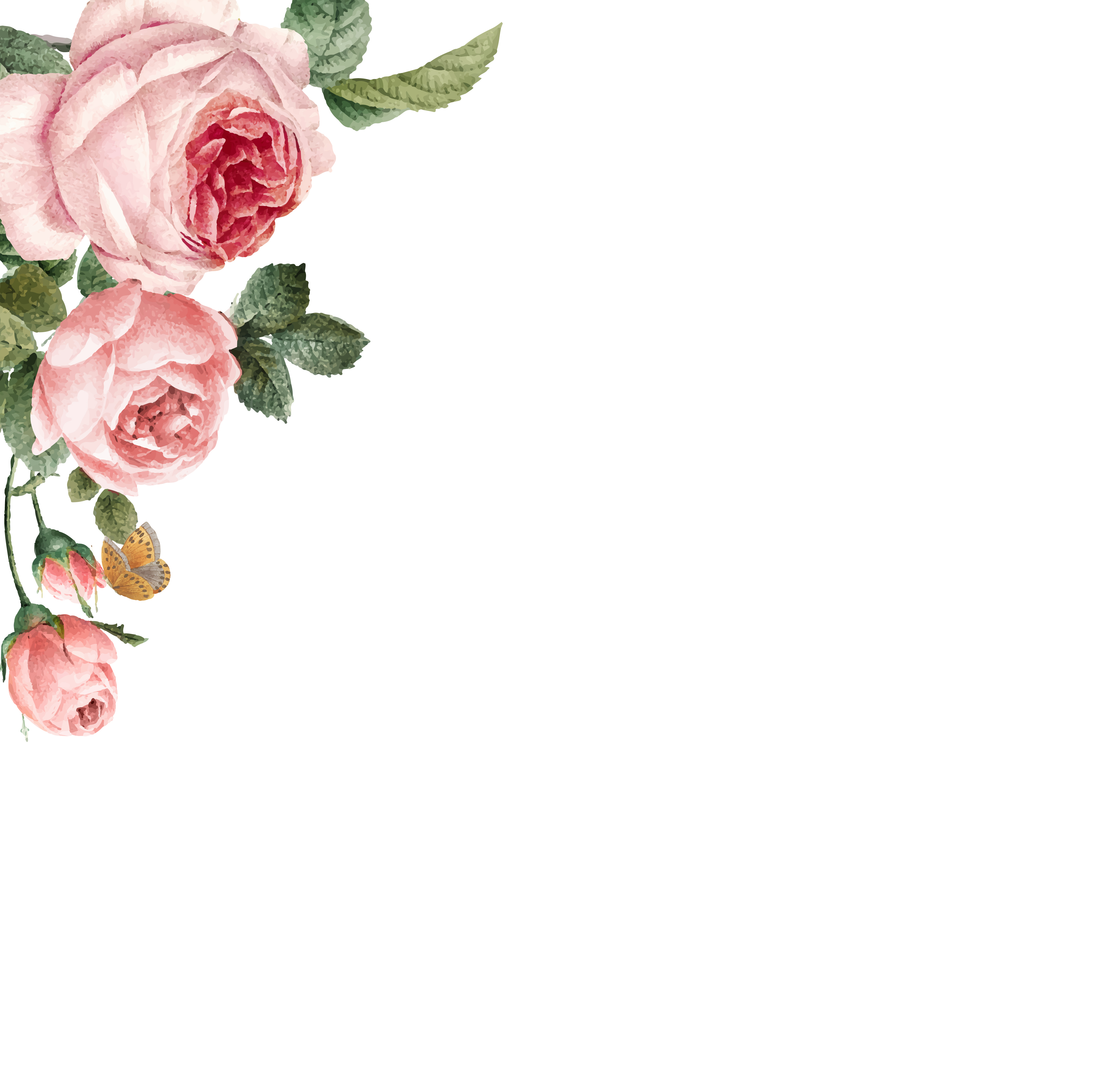 Hand drawn pink roses frame on white background vector - Download Free