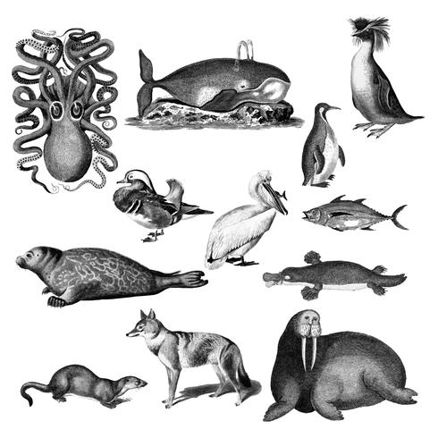 Vintage illustrations of Animals , Download Free Vectors