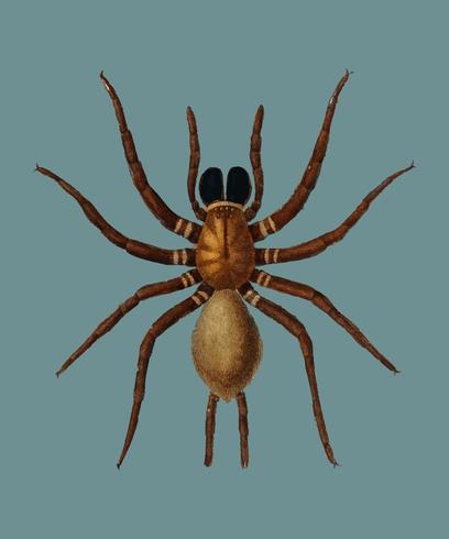 Black tunnelweb spider Mygale quoyi illustrated by Charles Dessalines D39 Orbigny 1806-1876. Digitally enhanced from our own 1892 edition of Dictionnaire Universel D39histoire Naturelle. vector