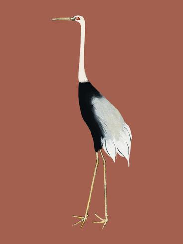 A traditional portrait of a flock of beautiful Japanese red crown crane by Ogata Korin 1658-1716. Digitally enhanced by rawpixel. vector