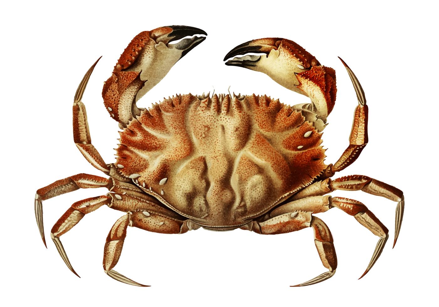 Dungeness crab Download Free Vectors, Clipart Graphics & Vector Art